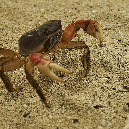 Dermaga Resort Pramuka Kepulauan Seribu エクステリア 写真